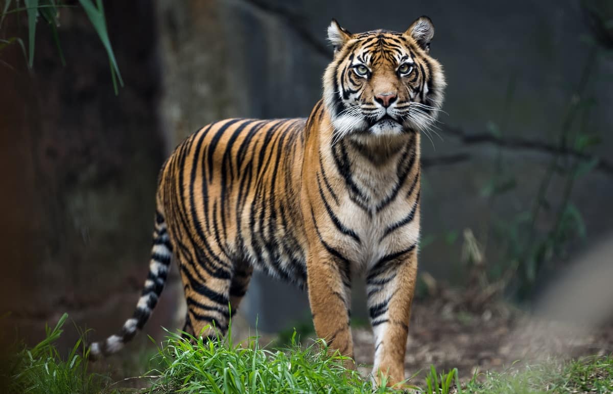Tijger Sumatraanse tijger